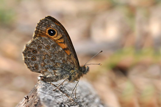 Wall Brown butterfly (Lasiommata megera) resting on old stump