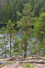 Old pine trees on a lake in the wilderness