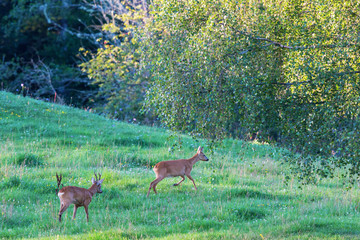 Two Deers in rut chasing each other