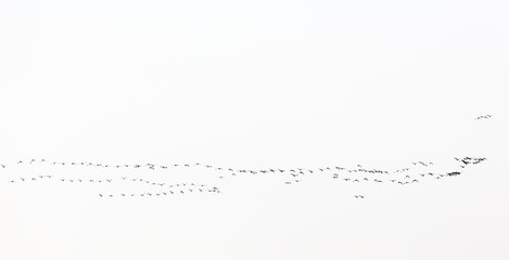 Bird migration of geese flying in the sky