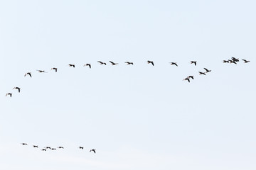 Bird migration of geese in autumn