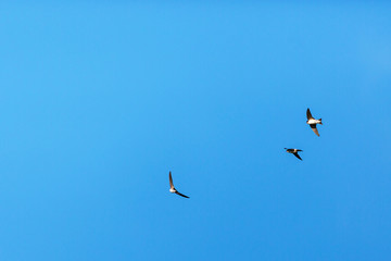 Flock of House Martins flying in the blue sky