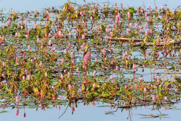 Many water knotweed flowers growing in the lake
