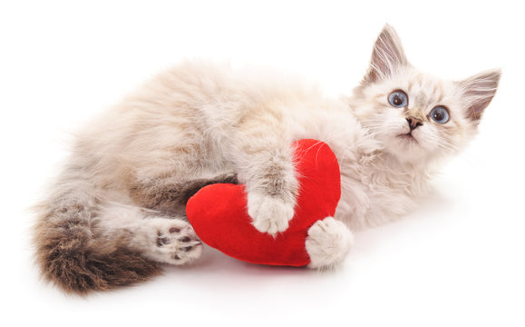 White cat and red heart.