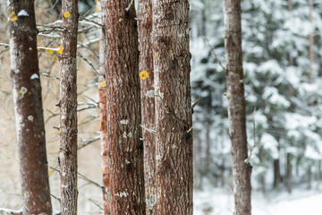 Close up of tree trunks in cold winter day