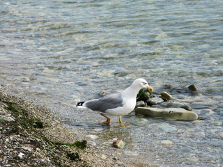 Seagull bird animal walking on the sea shore