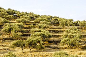 Olive grove in hinterland of Costa Brava, Spain, Catalania, Cada