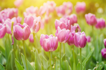 Spring sunny meadow with violet tulip flowers, floral natural seasonal easter background with copy space