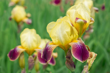 Naklejka na ściany i meble Flower yellow iris