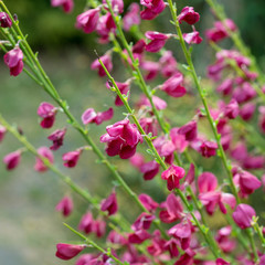 Bush Spartium junceum