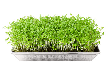 Garden cress in seed sprouter isolated over white. Young plants of Lepidium sativum, an edible herb...