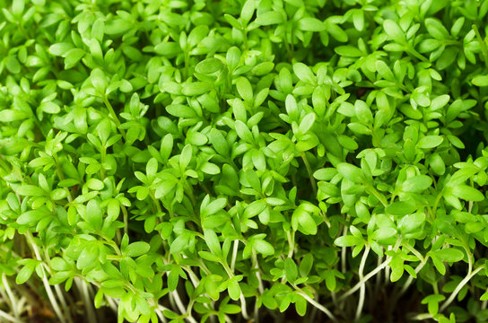 Garden cress, young plants, macro photo from above. Lepidium sativum, edible herb. Microgreen. Peppery flavor and aroma. Also called mustard and cress, garden pepper cress, pepperwort or pepper grass.