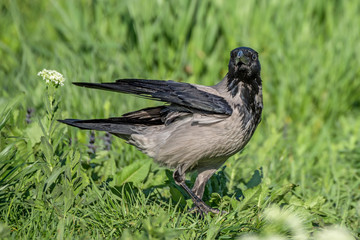 Hooded crow standing on field