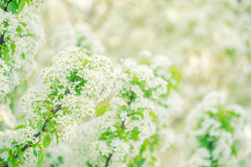 Scenic view of spring blossom