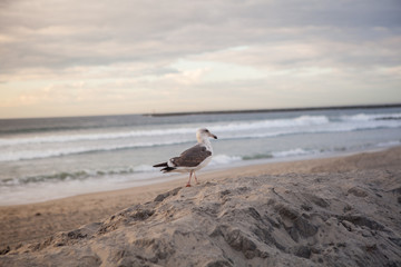 California Seagull in San Diego on beach