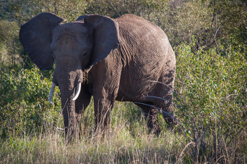 Naklejka na ściany i meble Elephant in Maasai Mara, Kenya
