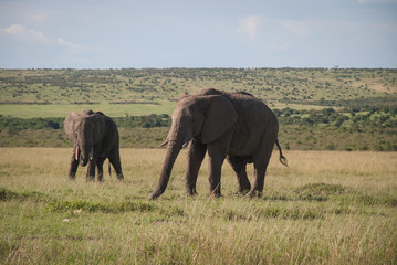 Elephant in Maasai Mara, Kenya