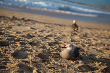 California Seagull in San Diego on beach