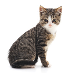 Fototapeta premium The gray cat.