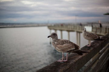 Seagull in San Diego on beach