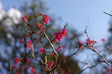 Plum flower