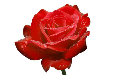 Charming red rose with dew isolated on white