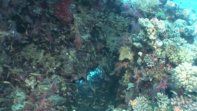 School of fish in corals underwater in Red sea. Swimming in world of colorful beautiful wildlife of reefs and algae. Inhabitants in search of food. Abyssal diving.