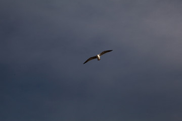 Seagull in San Diego on beach