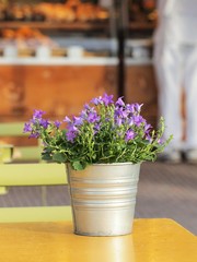 flowers in pot