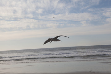 Seagull in San Diego on beach