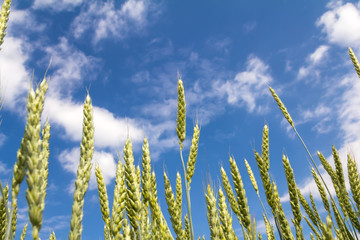 Fototapeta premium ears of wheat