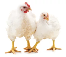 Printed kitchen splashbacks Chicken White rooster and hen.