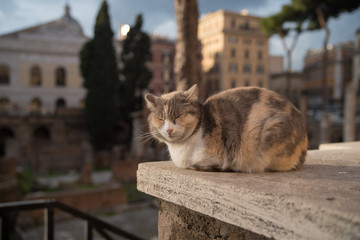 Cats of Rome