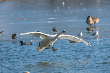 Swan flying on an ice cold lake 