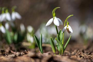Spring snowdrop flowers blooming in sunny day