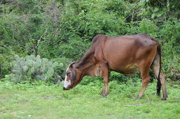 Cow from the island of Ceylon.