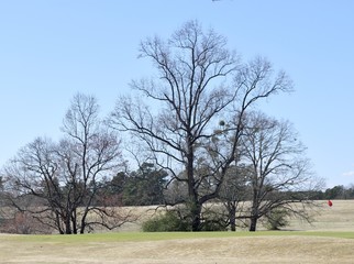 Obraz premium Barren trees at winter time on golf course