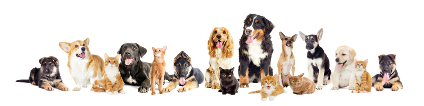 group of dogs and cats on a white background