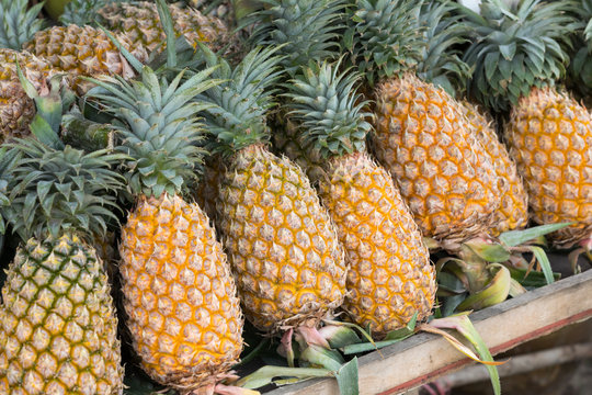 lots of ripe yellow pineapples in row