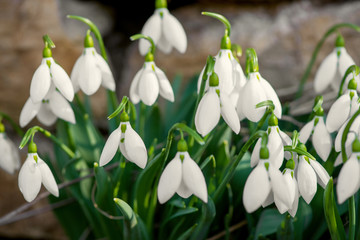 Spring snowdrop flowers blooming in sunny day