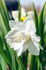 Narcissus white bell flower. Closeup vertical photo