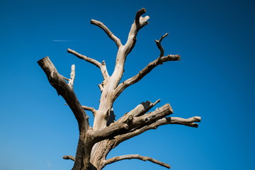 Stark summer tree
