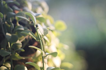 Soft focus of fresh green leaves and morning ray of light as nature background