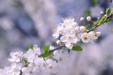 Spring branch of a tree with blossoming white small flowers on a blurred background. Spring background with white flowers on a tree branch