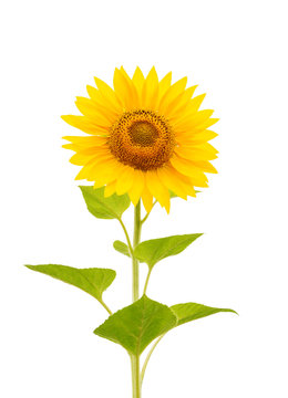 flower of sunflower isolated on white