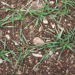 Verdi germogli di frumento sul campo in  primavera