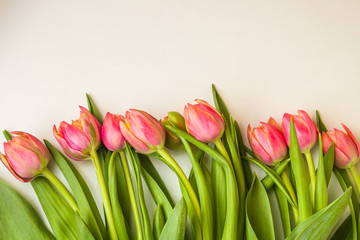 Tulips on white background