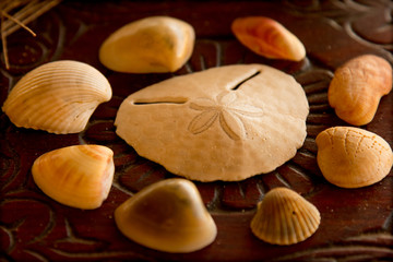 Tribal shell composition
