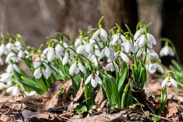 Spring snowdrop flowers blooming in sunny day