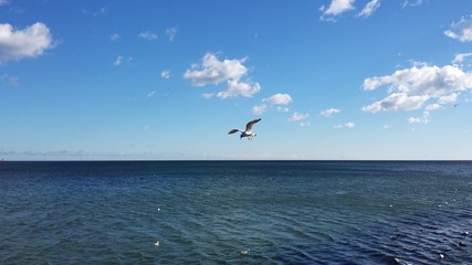 Seagull by the sea 